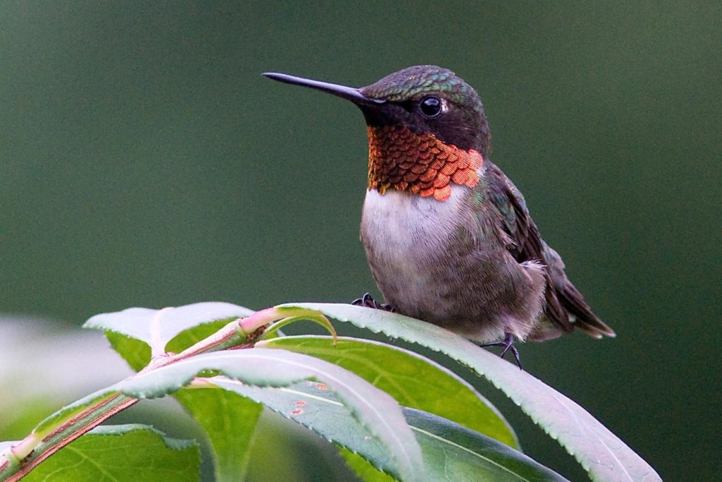a ruby-throated hummingbird perched on a leaf