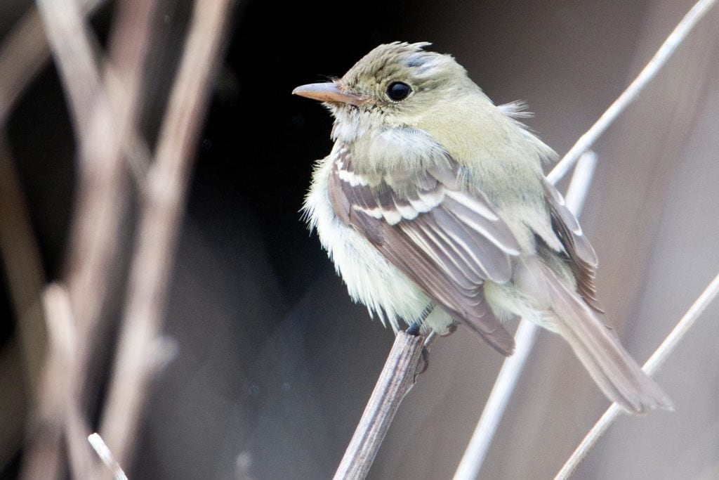 an acadian flycatcher perched on a branch