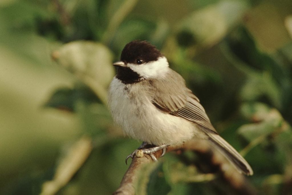 a Carolina chickadee perched on a tree branch