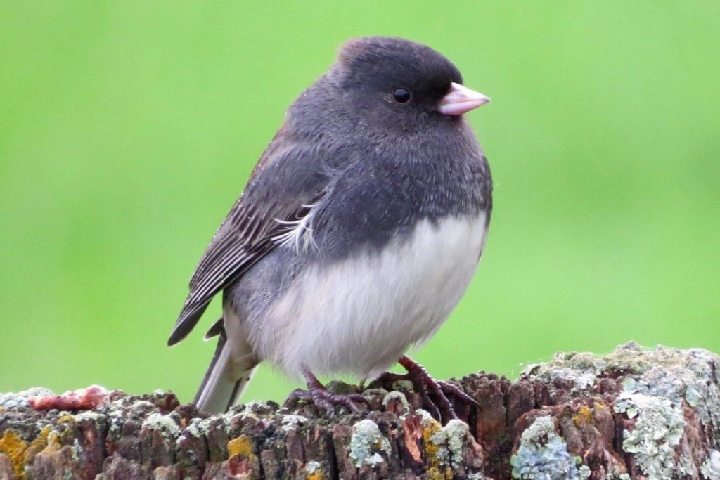 dark-eyed junco perched on a fencepost