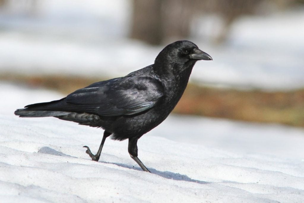 image of an American crow walking on a snow-covered ground