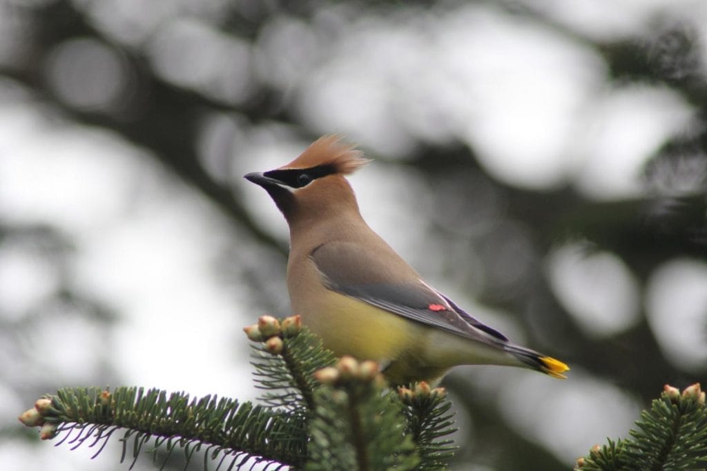 a cedar waxwing peched o n pine tree leaves