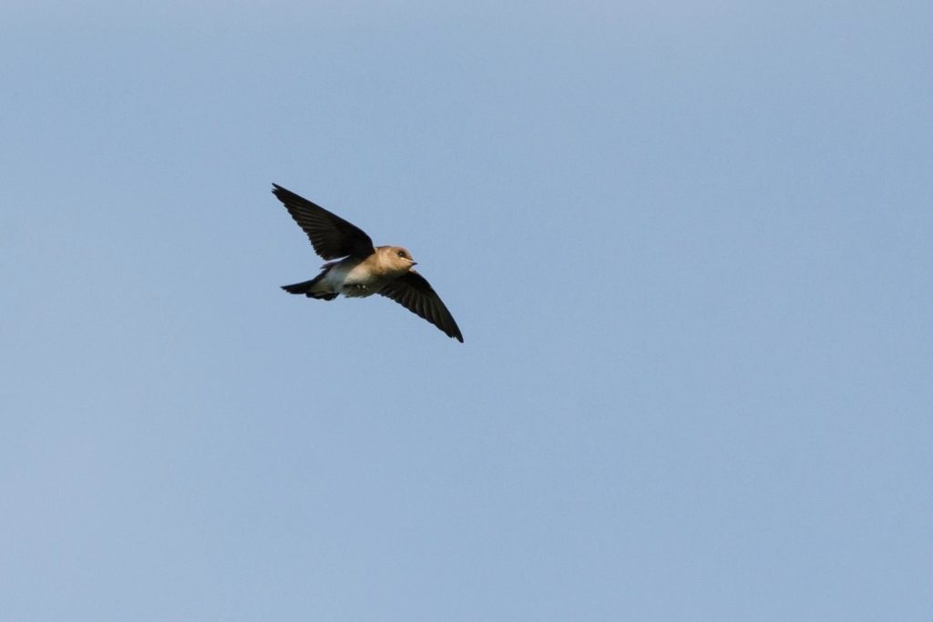 a chimney swift flying overhead