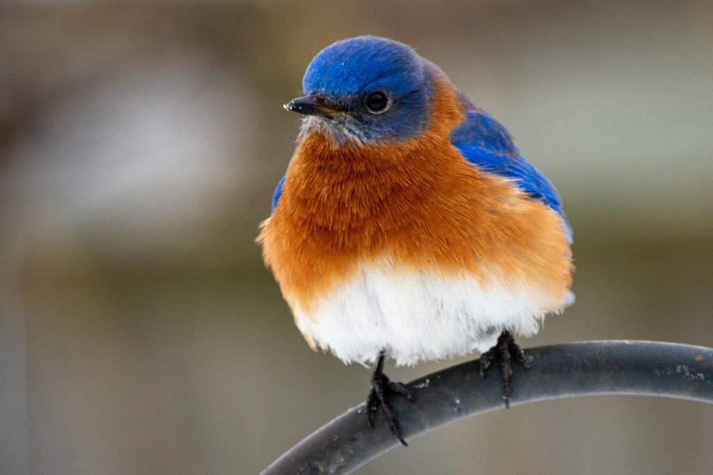an eastern blue bird perched on metal frame