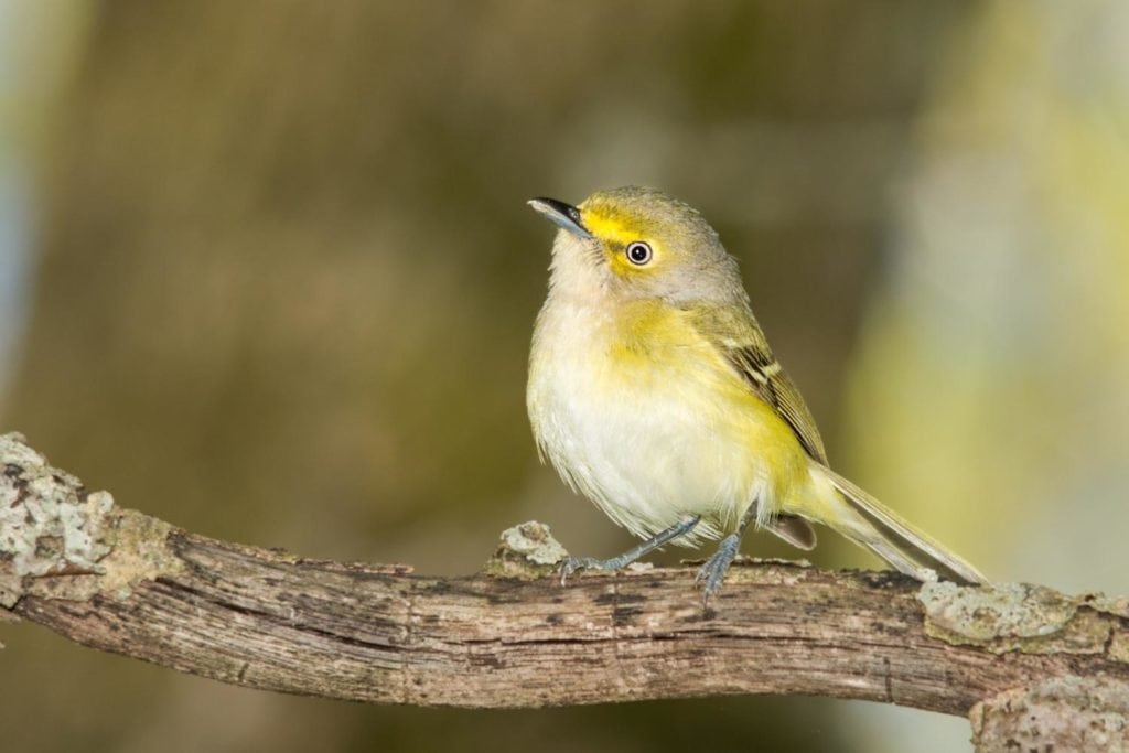a white-eyed vireo peched on a adead tree branch