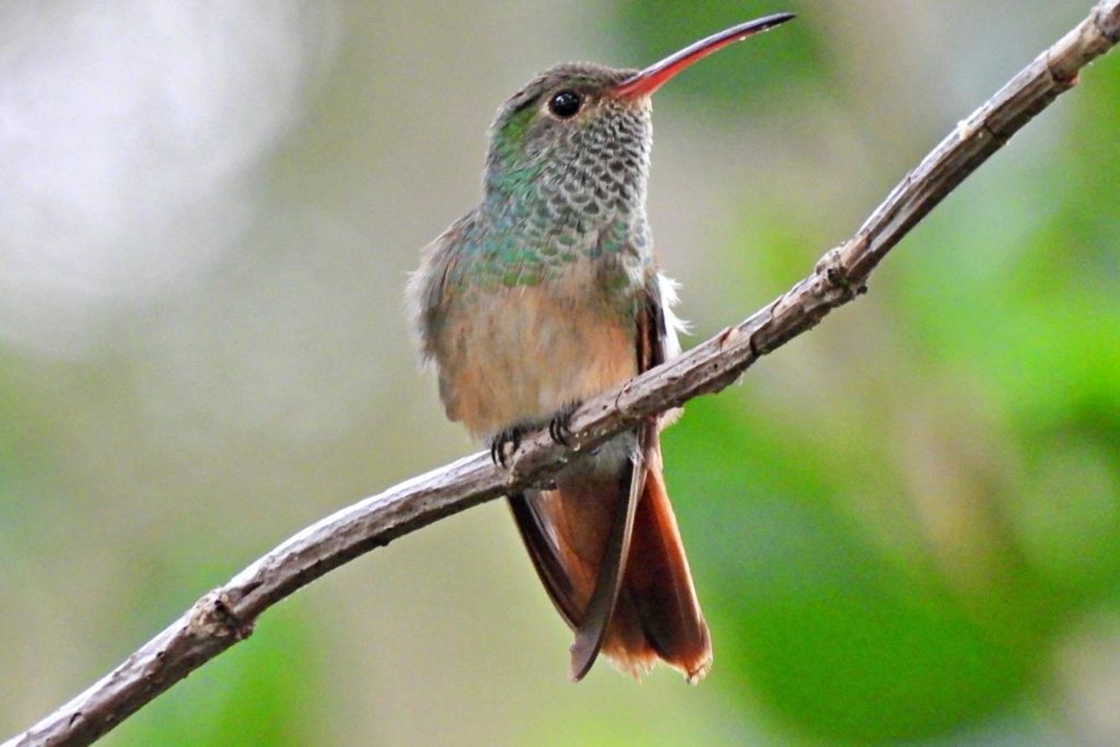 a buff-bellied hummingbird perhced on a tree branch 