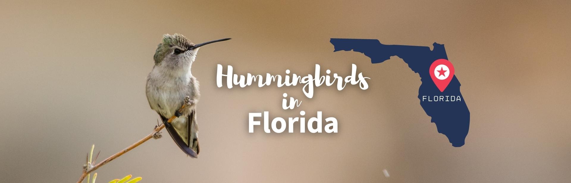 hummingbirds in florida featured photo