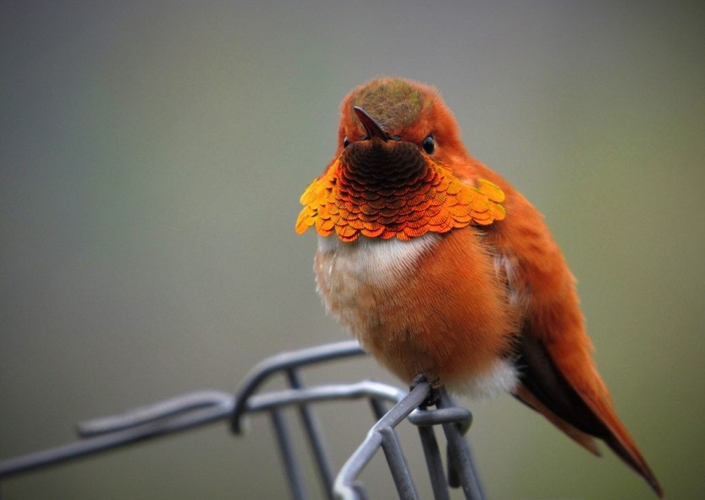 a rufous hummingbird perched on a wire bird house