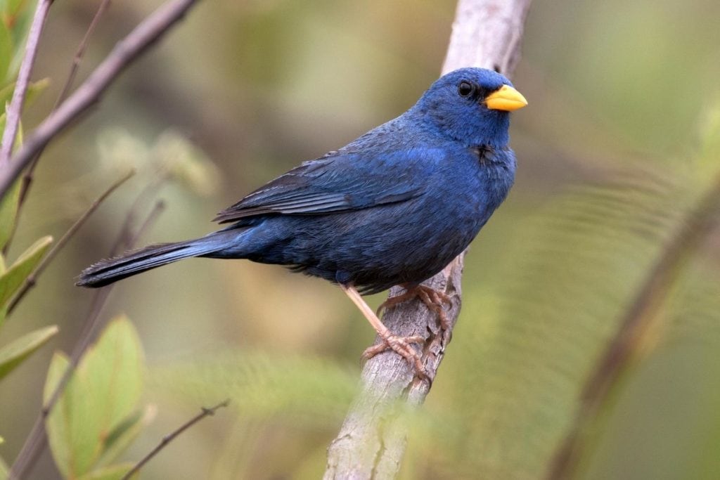 a blue finch perched on a branch showing it's three toes at the front and their hallux at the back