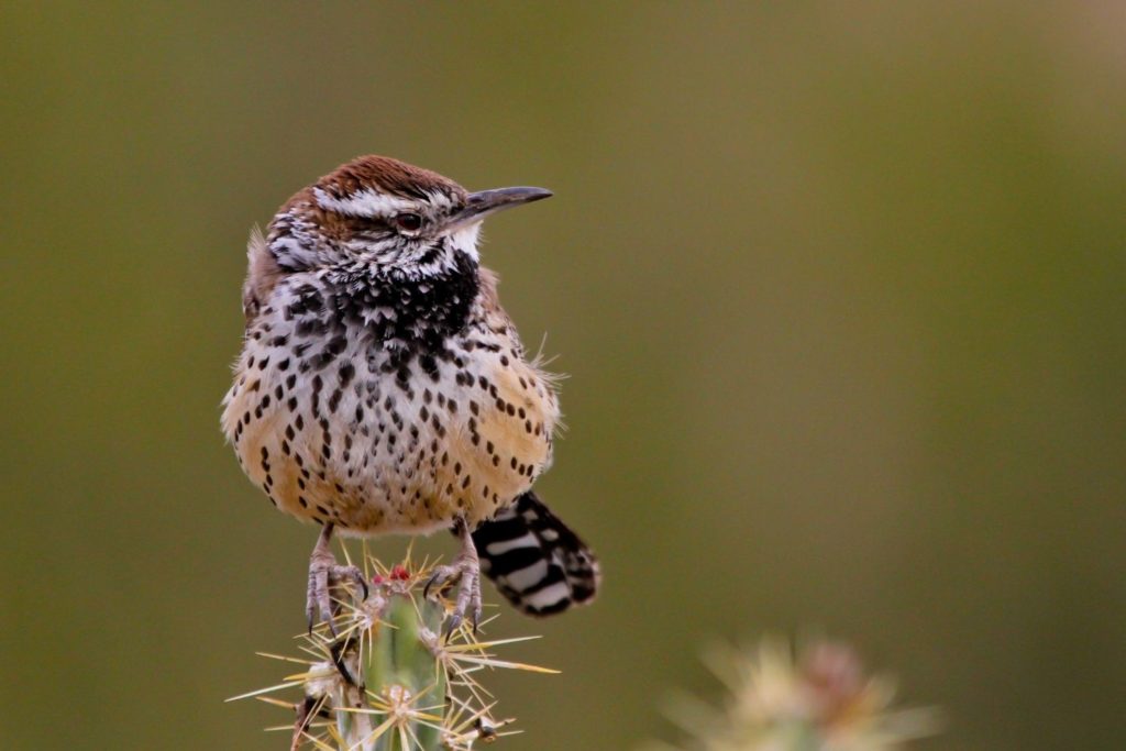 close up of a cactus wren on top of a sagurao cactus