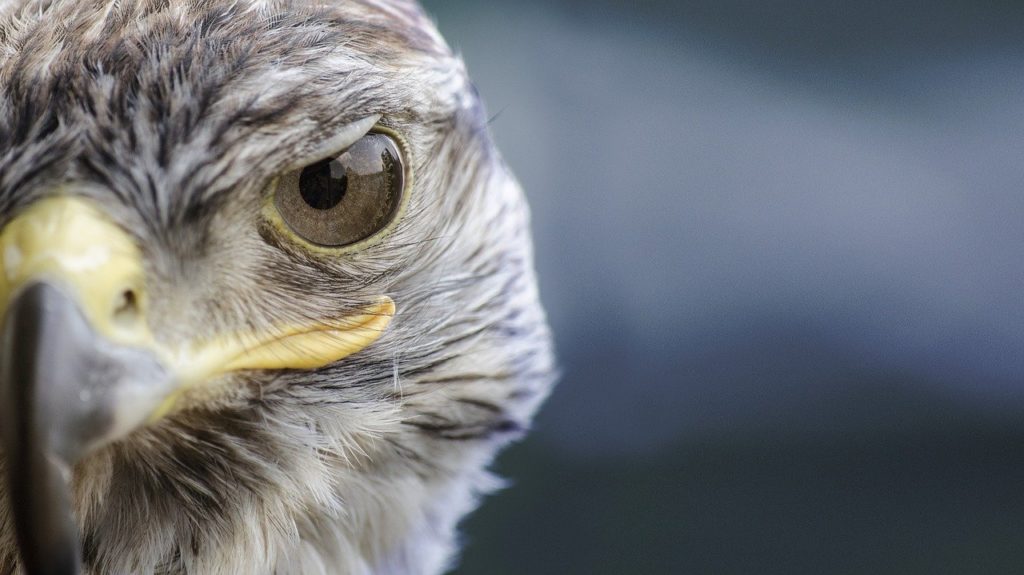 close up of a falcon head showing its eyes and beak