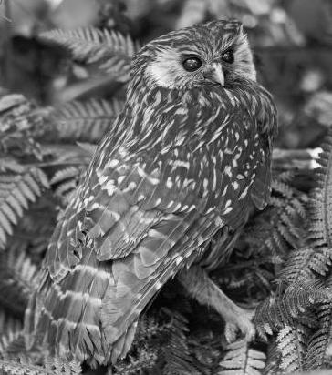 lauging owl photographed  between 1889 and 1910 by Henry Charles Clarke Wright (1844-1936).