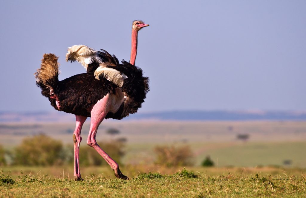 Male Ostrich display 'shaking a tail feather' to attract female attention.