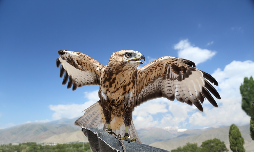 a peregrine falcon spreading tia wings preparing to fly