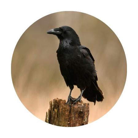 a raven perched on a wooden post