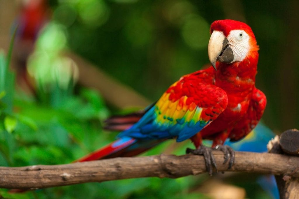 a scarlet macaw peched on a tree branch in its natural habitat