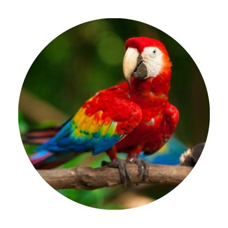 a scarlet macaw perched on a branch in a rainforest