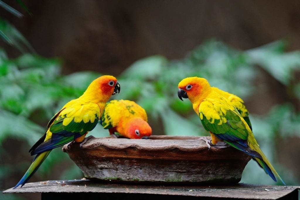 three sun conures on a birdbath