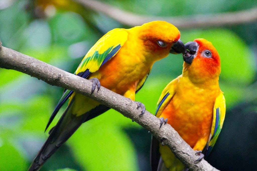 a sun conure couple kissing each other