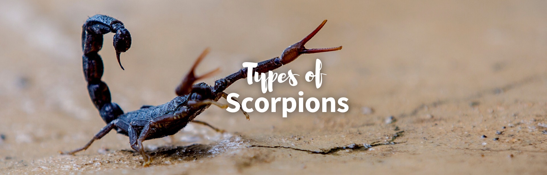 types of scorpions featured image