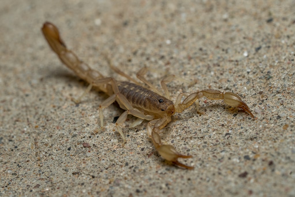 a lesser stripetail scorpion on top of a rock