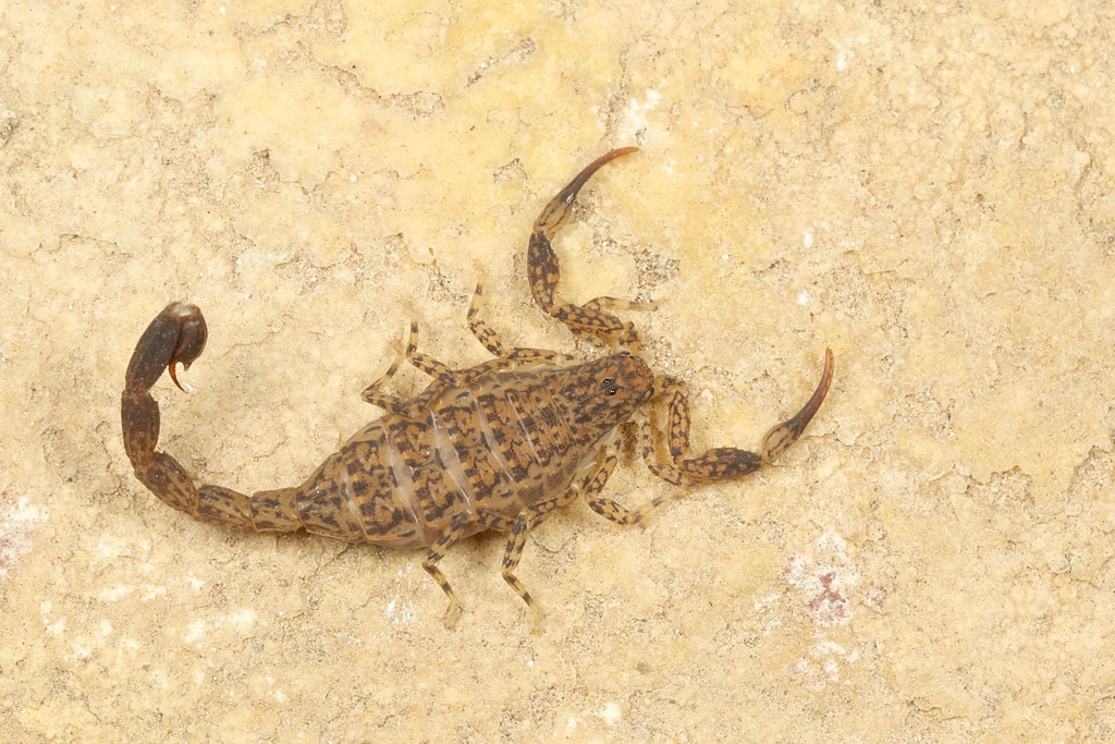 a marbled scorpion on top of a yellow stone