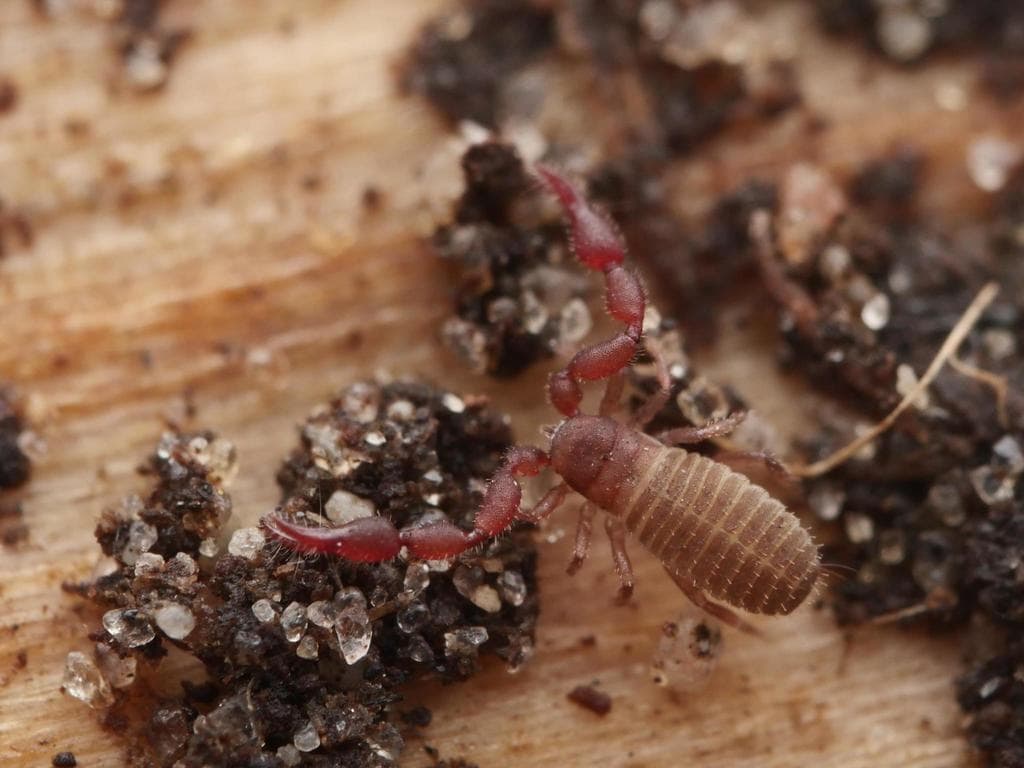 a psuedoscorpion from the Family Chernetidae on top of wooden table with litters