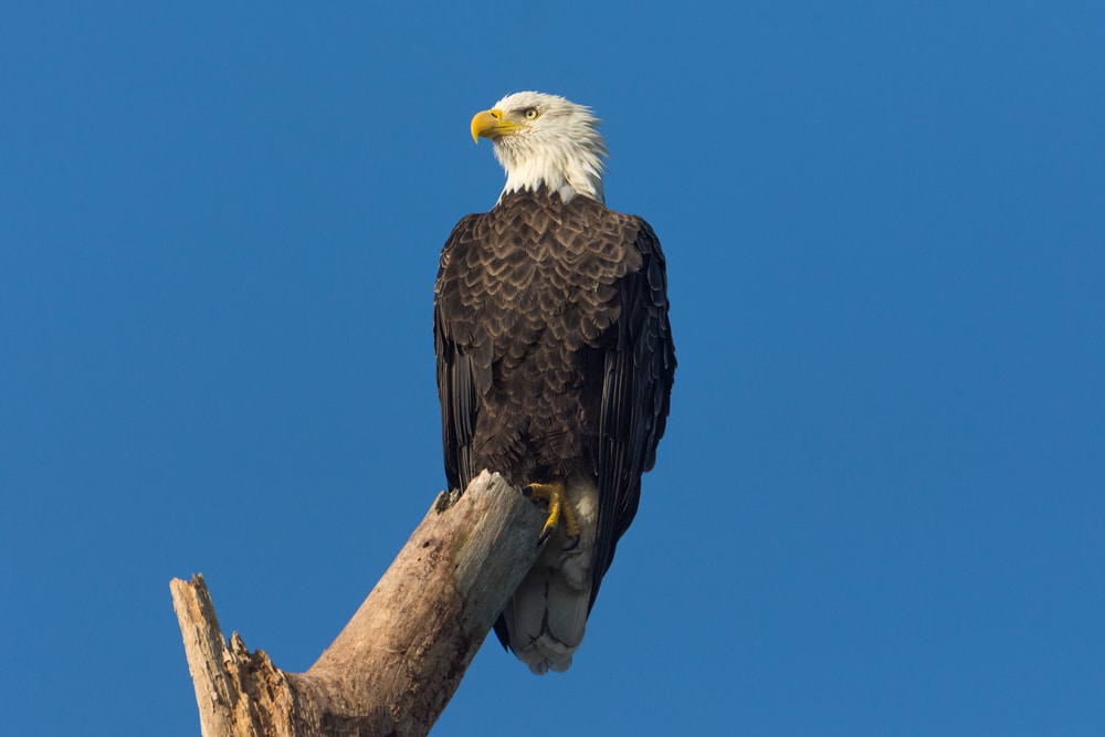 Eagle in Florida in blue sky background