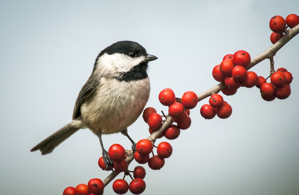 Carolina chickadee (Poecile carolinensis) standing on red peas