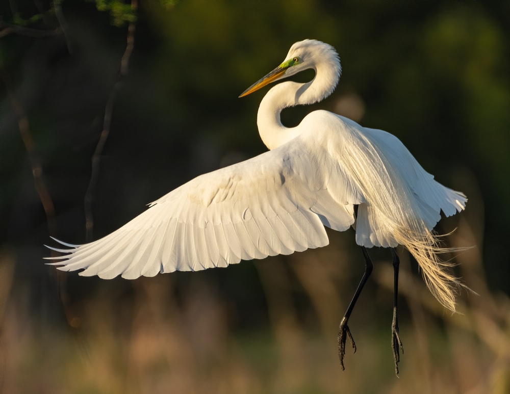 Great Egret (Ardea alba) flying