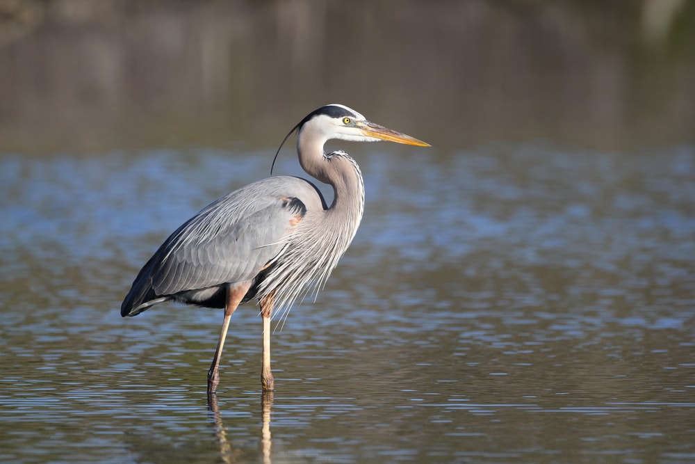 Great blue heron (Ardea herodias) walking on waters