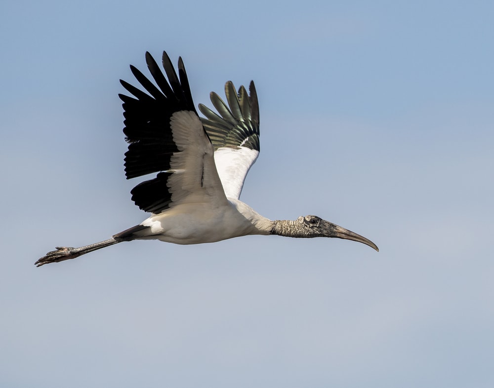 Wood Stork (Mycteria Americana) flying