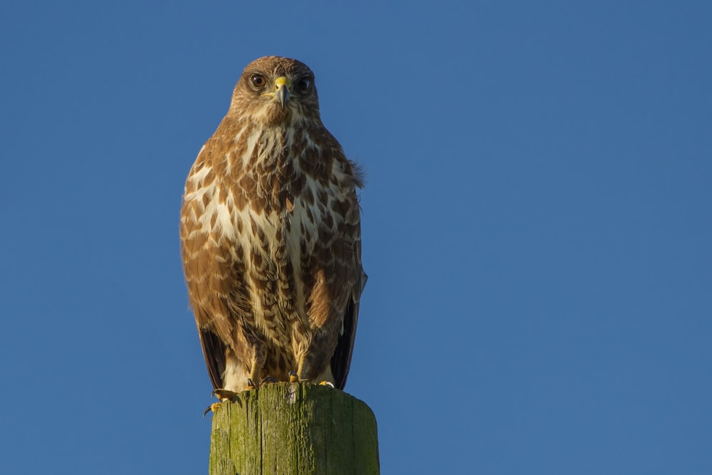 Eagle standing in clear blue sky background
