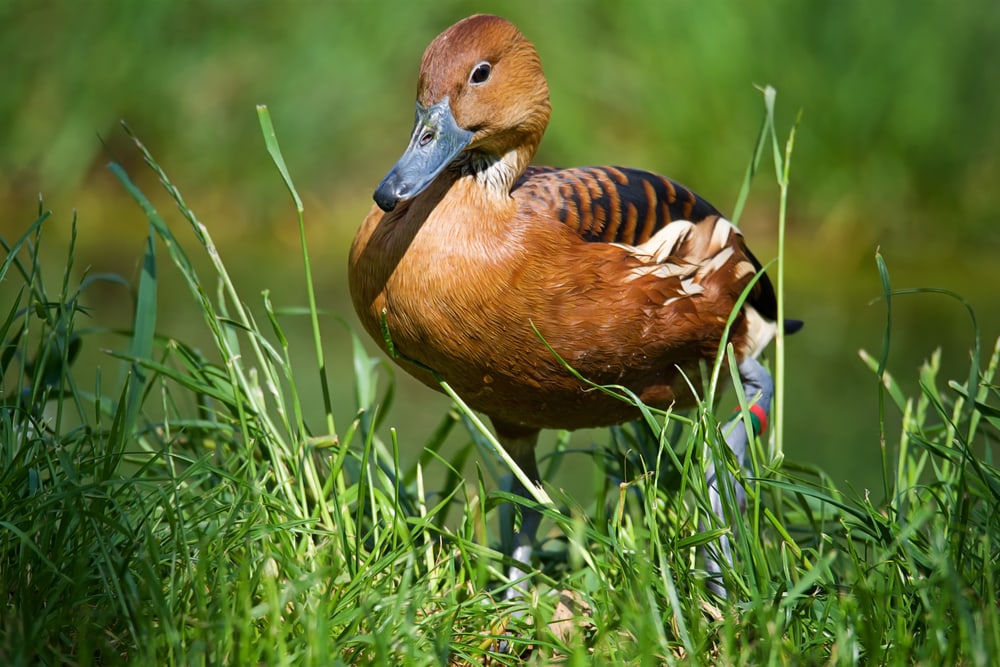 Fulvous Whistling-Duck (Dendrocygna bicolor) walking on grass