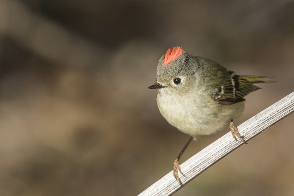 Ruby-crowned kinglet (Regulus calendula) clinging on the metal