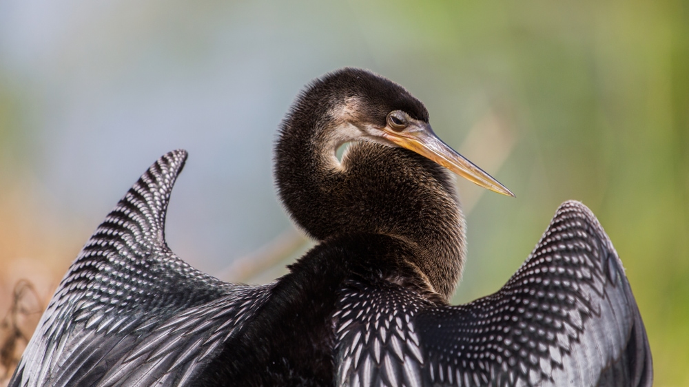 Anhinga (Anhinga anhinga) flaunting its wings