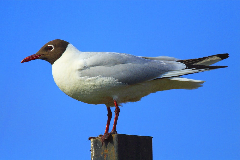 Laughing Gull (Leucophaeus atricilla) with blue background