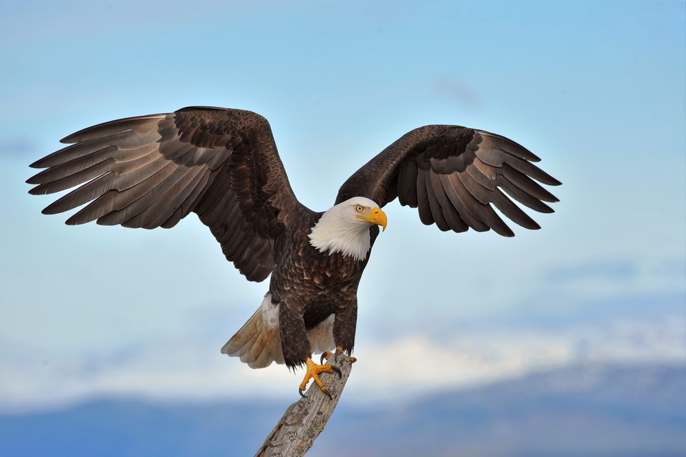 Bald eagle (Haliaeetus leucocephalus) flexing its wings
