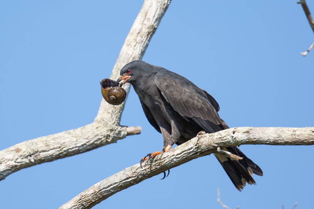 Snail Kite (Rostrhamus sociabilis) with snail on its beak