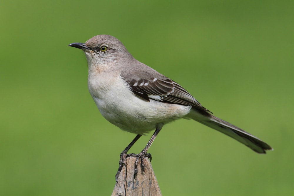 Northern Mockingbird (Mimus polyglottos) standing in wooden fence