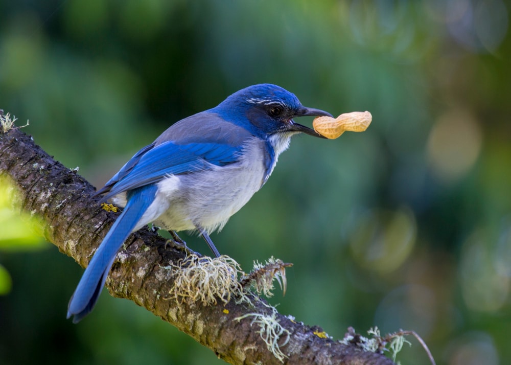 Florida Scrub-Jay (Aphelocoma californica) with peanut on its mouth