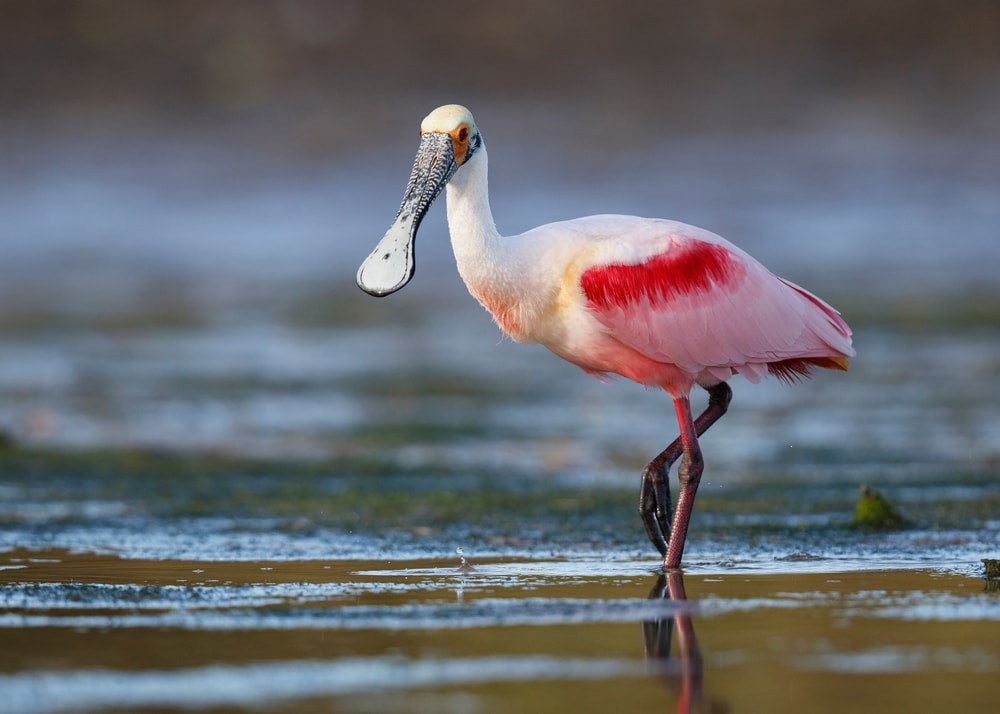 Roseate spoonbill (Platalea ajaja) walking on waters