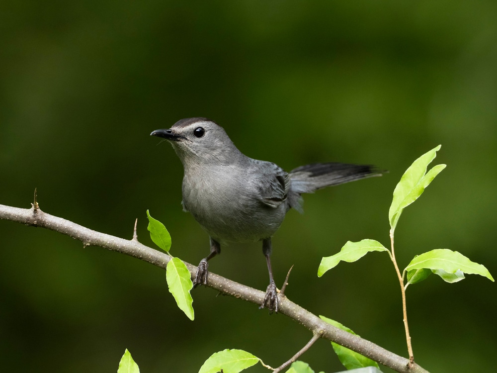 Gray Catbird (Dumetella carolinensis) standing on a thin branches