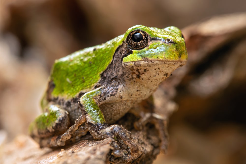 Eastern Grey Tree Frog looking at the camera