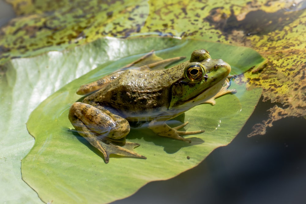 Bullfrog sitting on a leaf on broad daylight