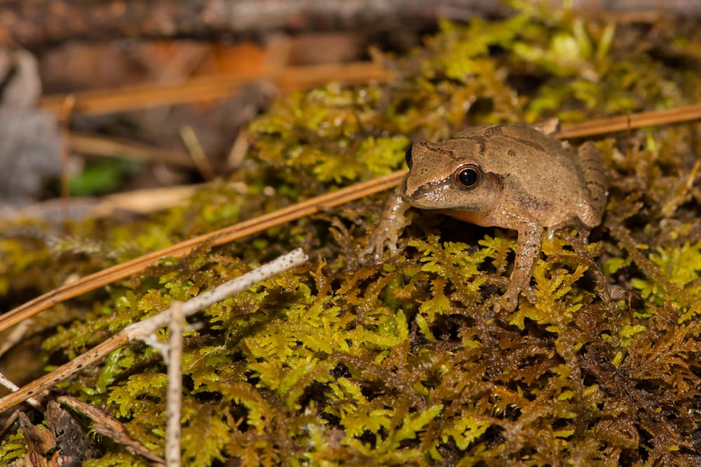 Northern Spring Peeper walking on mini leaves