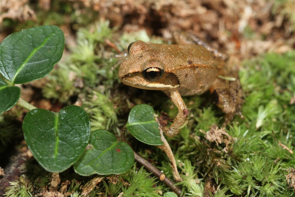 Wood Frog (Lithobates sylvatica) standing behind a plant