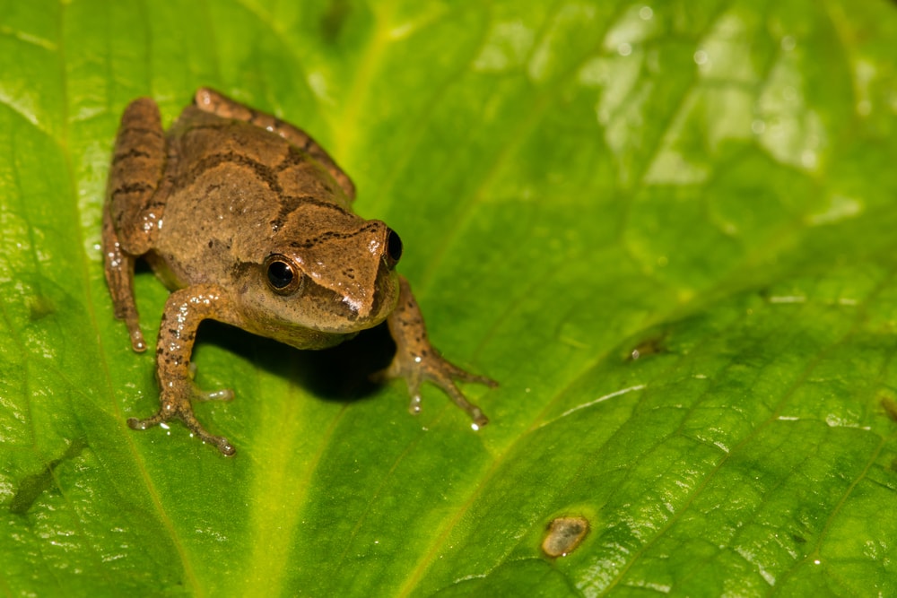 Northern Spring Peeper (Pseudacris crucifer) standing on a green leaf