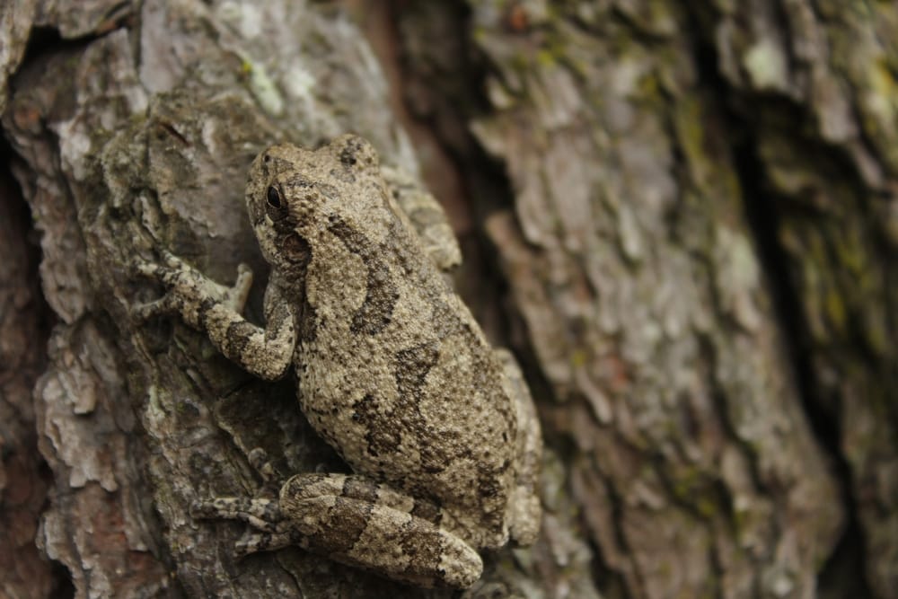 Cope’s Gray Tree Frog (Hyla chrysoscelis) holding on a bark of tree