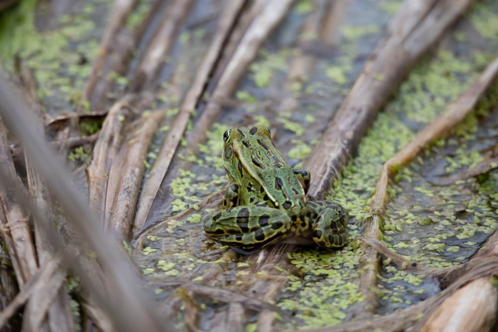 Northern Leopard Frog (Lithobates pipiens) sitting on a coconut leaf